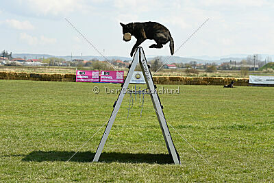 Holland Vayen van Le Dobry