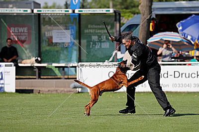 Hunter vom Hollermorgen