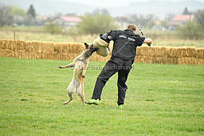 Indy vom Causa Nostre Letitia