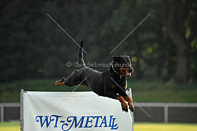 Ipet von den Wichtelhäusern