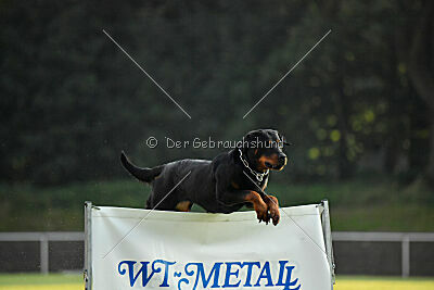 Ipet von den Wichtelhäusern