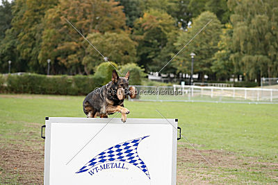 Jenny vom Kretzschauer Land
