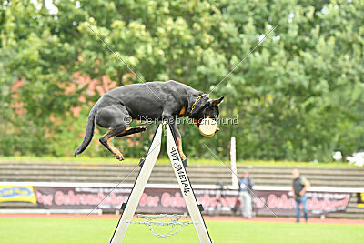 Joyce aus der Bohmter Heide