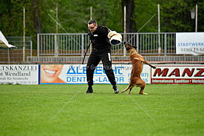Kiolo vom Falkenstock