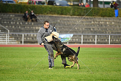 Lamar vom Wolfsheim