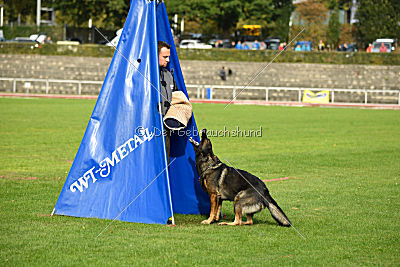 Lamar vom Wolfsheim