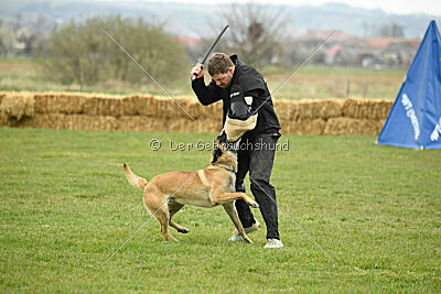 Latissimus vom Causa Nostre Letitia
