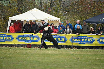 Lennox Lewis Goldest Danubius