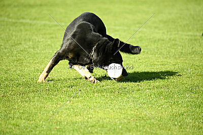 Leon von der Labach
