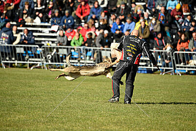 Lisvegen Barrakuda