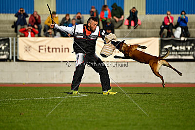 Lito vom Adlerauge