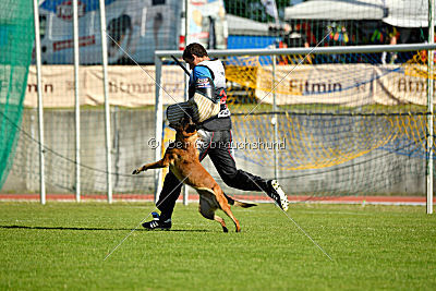 Lito vom Adlerauge