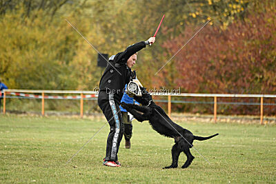 Loki vom Hexenwald