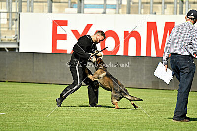 Lynxfelsen Coran