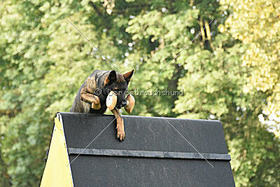 Lynxfelsen Coran