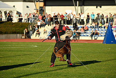 Mikai vom Hollermorgen