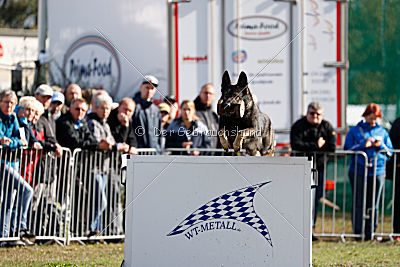 Miro von der alten Schmiede