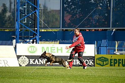 Molinaridogs Johnny