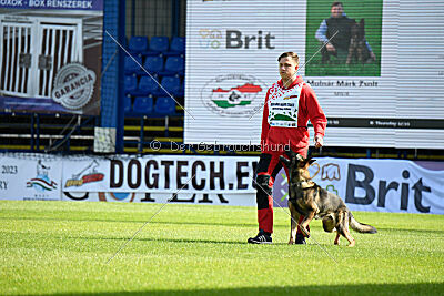 Molinaridogs Johnny
