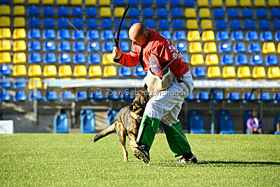 Molinaridogs Johnny