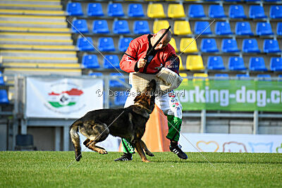 Molinaridogs Johnny