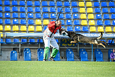 Molinaridogs Johnny