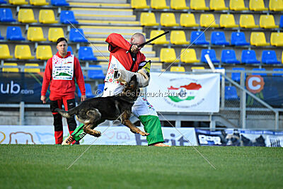 Molinaridogs Johnny