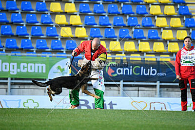 Molinaridogs Johnny