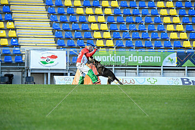 Molinaridogs Johnny