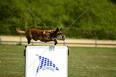 MonAmie Phoebe von den brennenden Herzen
