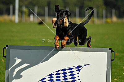 Movefree's Actionexpress