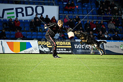 Nayko von Spitzbubezwinger