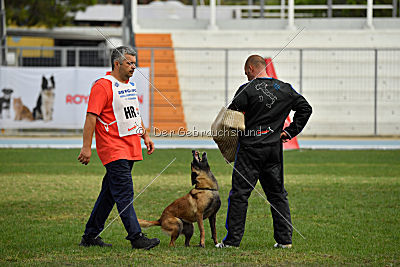 Neli Running Wild
