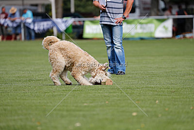 Norbert du Grand-Bijou