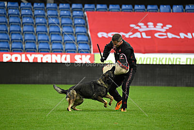 O'Shrek von der Friesenklippe