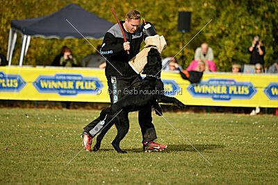 Othello vom Lindelbrunn