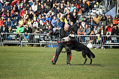 Panther z Berounské basty