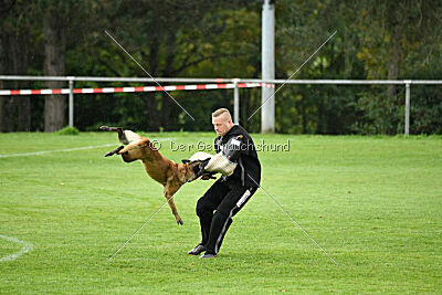 Pearl vom Kistenstein