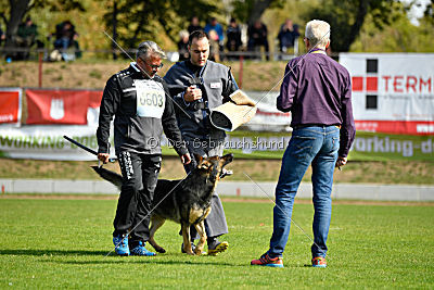 Peppino vom Heidhof
