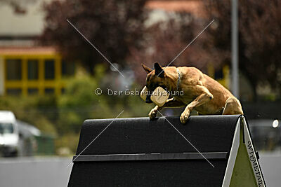Phenix de Orelav