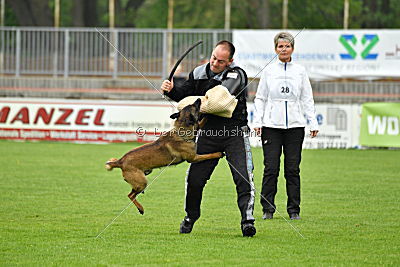 Piet (Reiter)