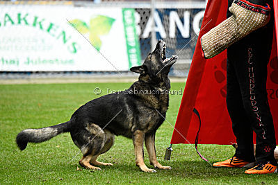 Raisers Fanto