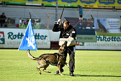 Ramses vom dunklen Zwinger