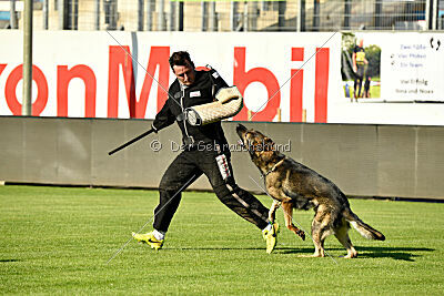 Ramses vom dunklen Zwinger