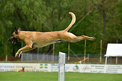 Rocket (de Boer)