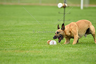 Rocket (de Boer)