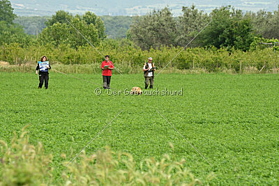 Serro de l'origine de faucon rouge
