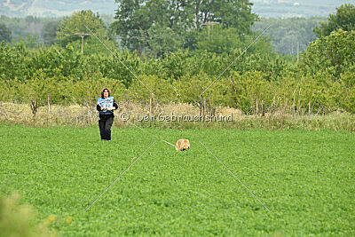Serro de l'origine de faucon rouge