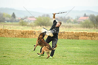 Storm Marinchuk K-9