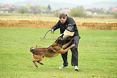 Storm Marinchuk K-9